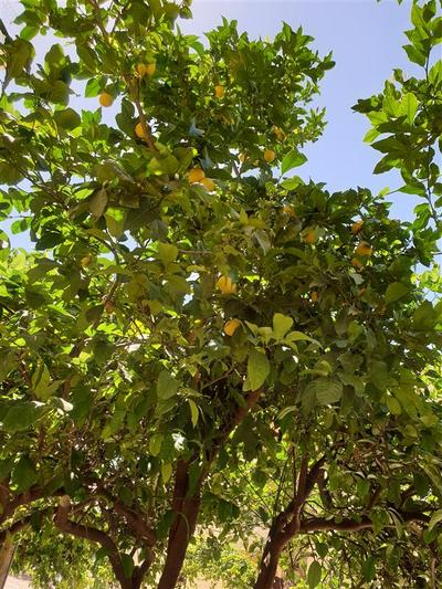 Limon Pansiyon