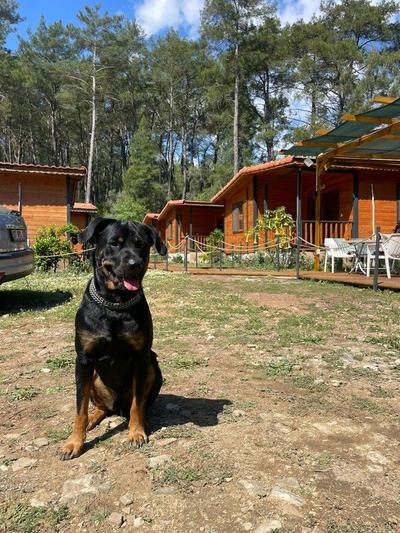 Eylül Pansiyon Olimpos