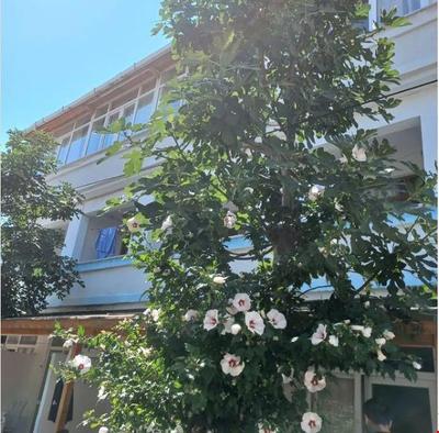 Avşa Papatya Apart