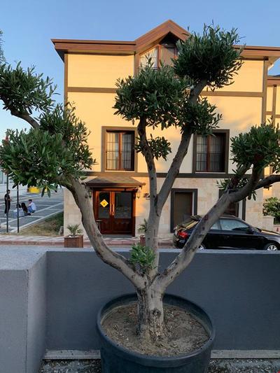 Akçay Zeytin Otel