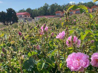 La Vie En Rose Otel