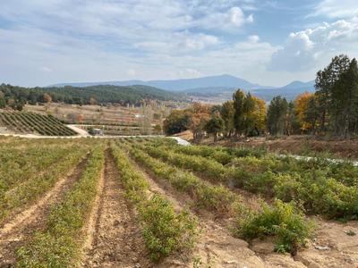 La Vie En Rose Otel