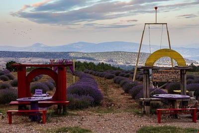 Panoramık Lavanta Çadırı