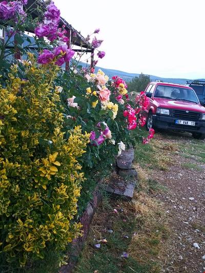Panoramık Lavanta Çadırı