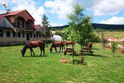 Daday Baris At Çiftligi