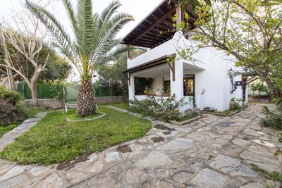Palmtree | Bodrum