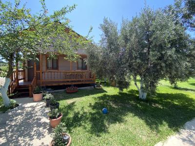 Olive Bungalov