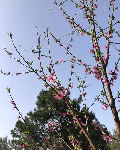 Kozalak Tatil Evleri