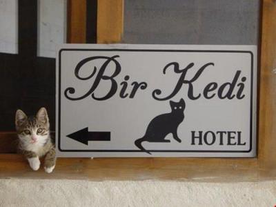 Bir Kedi Villa