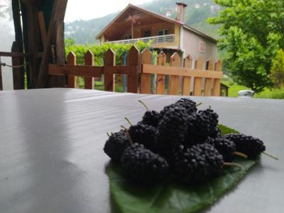 Topçu Dede Dere Evi