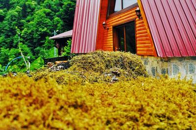 Kotit Ayder Bungalov & Restaurant