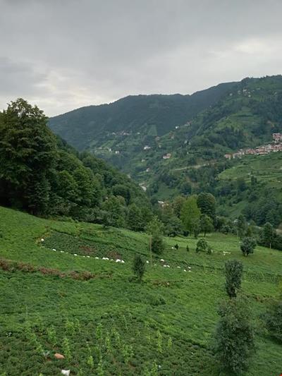 Merze Villa