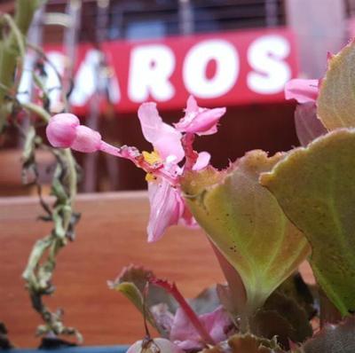 Haros Apart Hotel
