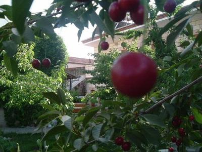 Anatolia Pension