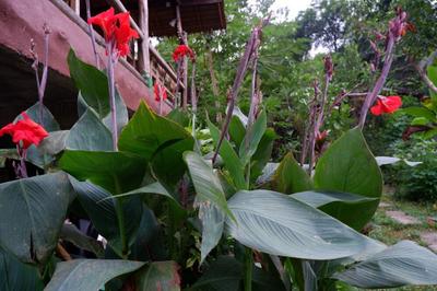 Phayam Garden View