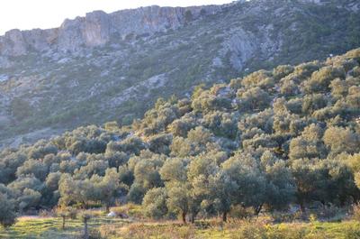 Camelion Guesthouse