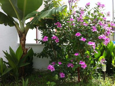 Flower Villa Apart