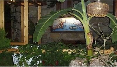 Tas Motel
