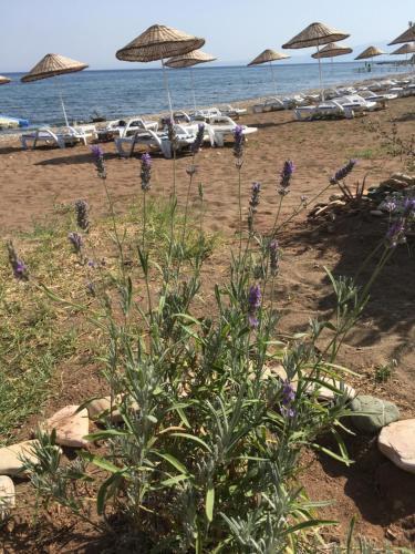 Mavizeytin Beach Club