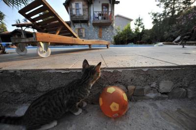 Olympos Yigit Pansiyon
