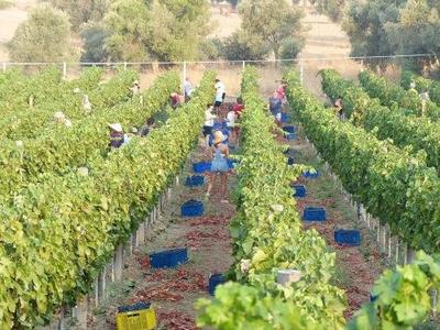 Datca Vineyard