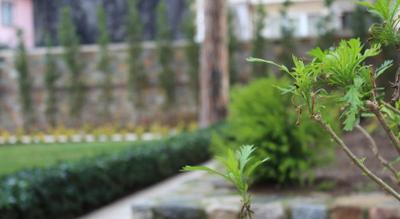 Green House Hotel