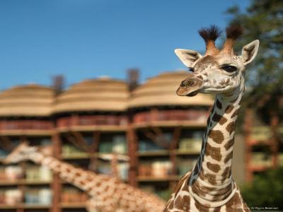 Disney's Animal Kingdom Lodge