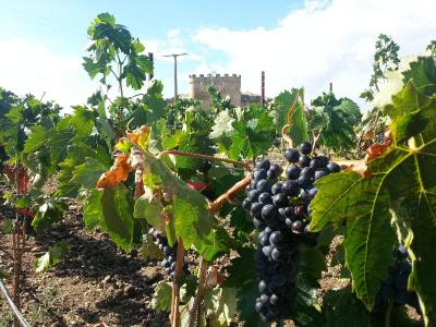 Castillo del Buen Amor