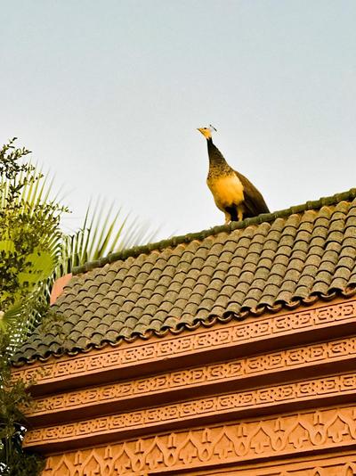 Guest House Qodwa