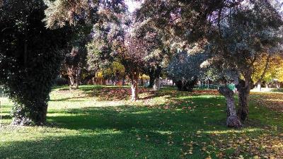 Los Olivos