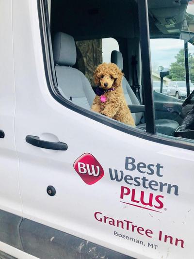 Best Western Plus Grantree Inn