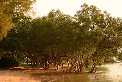 The Mangrove by Blu Monkey