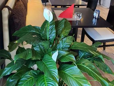 ibis Vannes