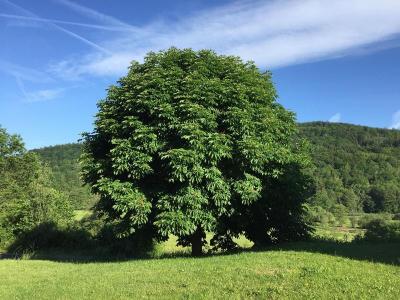 Landhotel Weisses Ross garni