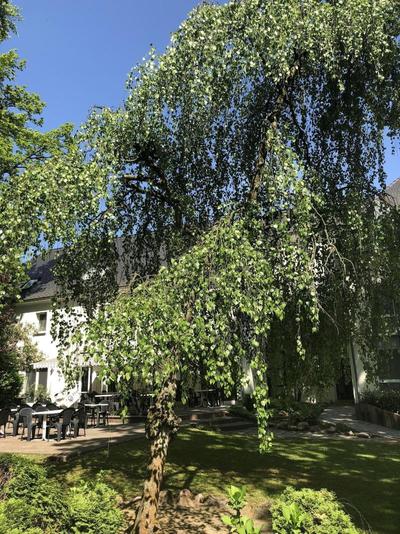 Hotel Luther Birke