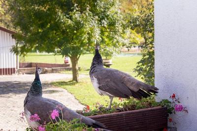Familotel Villa Waldeck