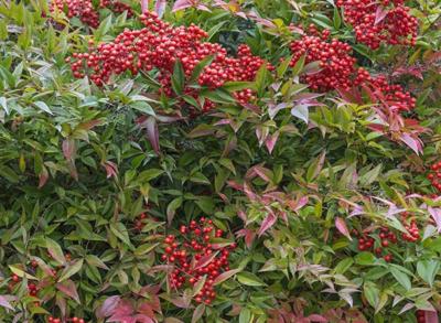 Gasthaus Weingut Stahl