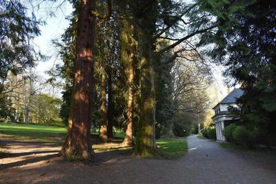 Lindenallee
