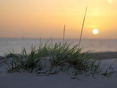 Strandperle