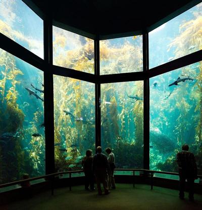 The Monterey