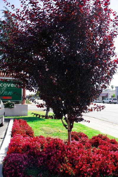 Discovery Inn