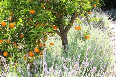 Hotel Finca Ca's Curial