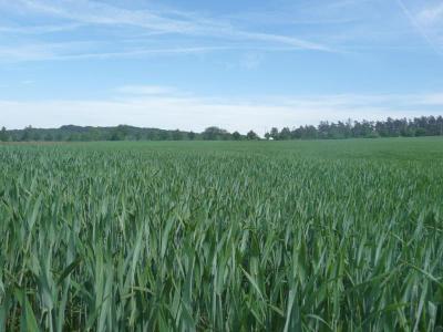 Boddenhof Stedar