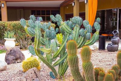 Hotel Tucson City Center Ascend Hotel collection