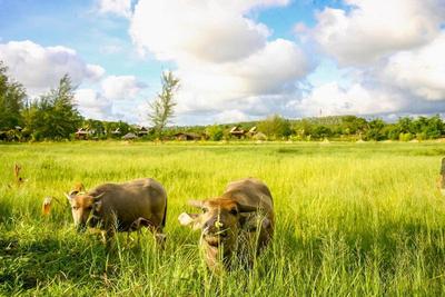 ThaiLife Wellness and Meditation Resort