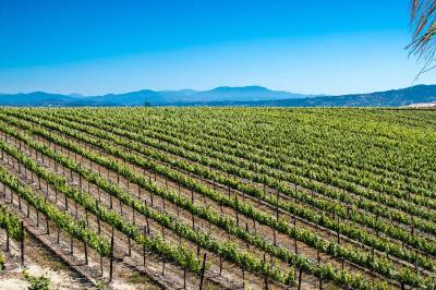 Carter Estate Winery and Resort