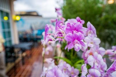 The Orchid House 153