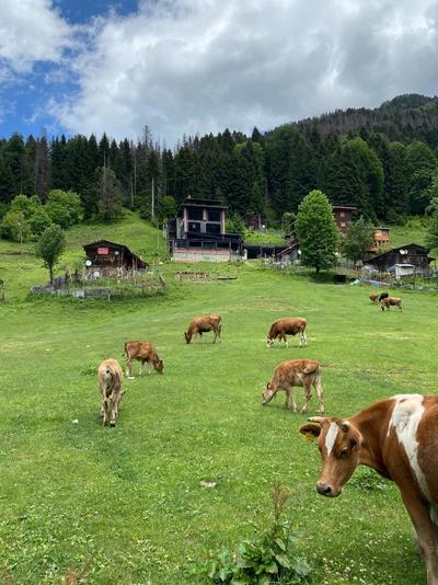 Ayder Villa De Pelit