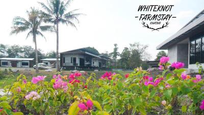 White Knot Khao Yai