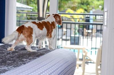 Hollander Boutique Hotel
